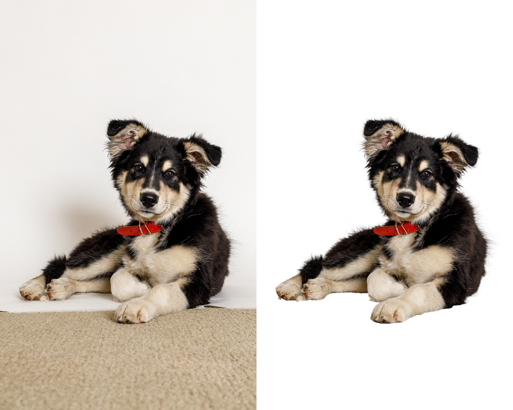 Dog Images masking service